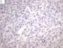 Pan-Cytokeratin