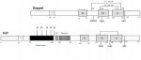Prion protein structure