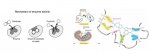 Enzyme activity