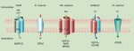 Genes involved in monogenic epilepsy