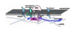 Dystrophin-glycoprotein complex (DGC)