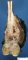 Femoral osteosarcoma (Case 12617)