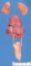 Renal fusion