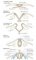 Neural tube closure