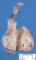 testicular juvenile-type granulosa tumor