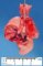 Absence of pulmonary lobation