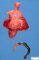 Rectovesical fistula with anorectal agenesis in caudal regression (...)