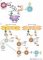 Innate immunity and SLE