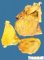 Heart and pericardium in jaundice (a slight fibrinous pericarditis is (...)