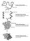 Protein structures