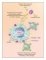 33-mer and celiac disease