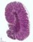 Fetal testis 16 weeks