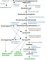 Cholesterol biosynthesis by the HMG-CoA reductase pathway
