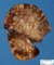 Pulmonary lobulation of a superior pulmonary lobe in a neonate
