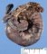 intestinal intussuspection on Meckel diverticula