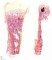 Feta femur 25 weeks