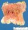 Intestinal mucosal hemorrhages and petechiae in shock