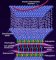 Desmogleins in the desmosome