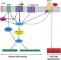 Link between primary cilium and planar cell polarity pathway