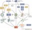 Molecular pathways of Parkinson disease