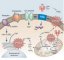 Abeta protein interactions