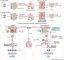 Schistosoma mansoni infection