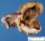 Ovarian corpus luteum (Ovarian luteal cyst)