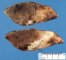 Pulmonary infarct in pulmonary mucormycosis