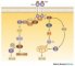 Signal-transduction pathway of the TrkA tyrosine kinase receptor.