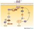 Signal-transduction pathway of the TrkA tyrosine kinase receptor.