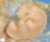 Embryo 12mm