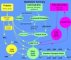 Main metabolic pathways of metabolism