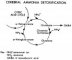 Glutamate and cerebral ammonia detoxification