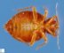 Cimex lectularius (bed bug)