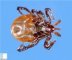 Tick