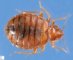 Cimex lectularius (bed bug)