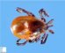 Tick