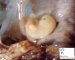 Human embryo 10mm
