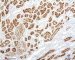 CD10 expression in normal kidney