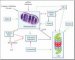 Mitochondria and Parkinson disease