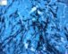 Invasive pulmonary aspergillosis