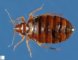 Cimex lectularius (bed bug)