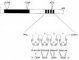 WT1 structure