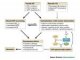 Calcium dyshomeostasis and intracellular signalling in alzheimer's (...)