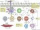 Candidate genes for asthma predisposition