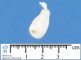 Lateralized proboscis