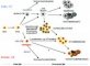 Genesis of gonadal germ cell tumors