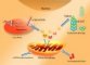 Mitochondria and Parkinson disease