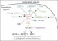 TSC proteins signaling pathways