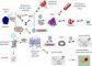 Protein aggregation